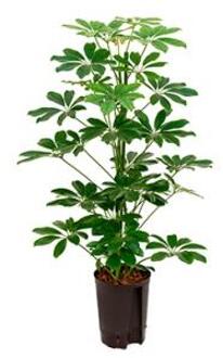 Plantenwinkel Schefflera arboricola 2pp hydrocultuur plant Groen