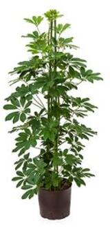 Plantenwinkel Schefflera arboricola 3pp hydrocultuur plant Groen