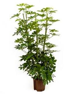 Plantenwinkel Schefflera arboricola 4pp hydrocultuur plant Groen