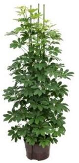 Plantenwinkel Schefflera arboricola 6pp hydrocultuur plant Groen