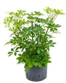 Plantenwinkel Schefflera arboricola bush hydrocultuur plant Groen