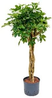 Plantenwinkel Schefflera arboricola gevlochten S hydrocultuur plant Groen