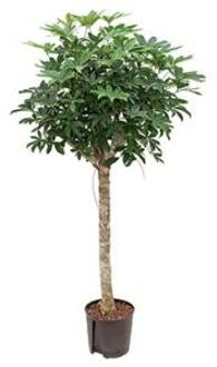 Plantenwinkel Schefflera arboricola stam M hydrocultuur plant Groen