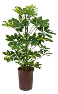 Plantenwinkel Schefflera gold capella 2pp hydrocultuur plant Groen