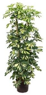 Plantenwinkel Schefflera gold capella 4pp hydrocultuur plant Groen