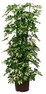 Plantenwinkel Schefflera gold capella 6pp hydrocultuur plant Groen