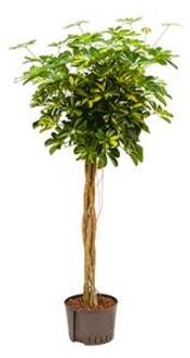 Plantenwinkel Schefflera gold capella gevlochten M hydrocultuur plant Groen