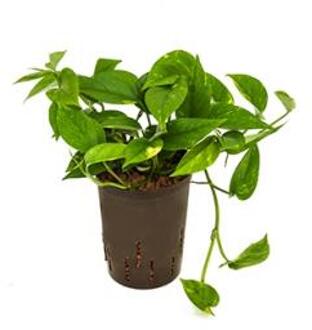 Plantenwinkel Scindapsus Epipremnum aureum hydrocultuur hangplant Groen