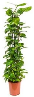 Plantenwinkel Scindapsus epipremnum aureum M kamerplant Groen