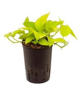 Plantenwinkel Scindapsus golden pothos hydrocultuur hangplant Groen