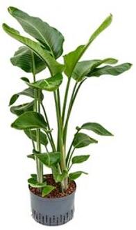 Plantenwinkel Strelitzia nicolai L hydrocultuur plant Groen