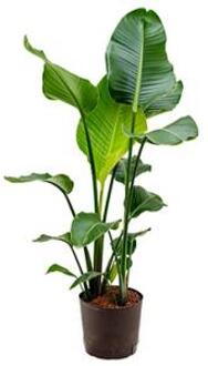 Plantenwinkel Strelitzia nicolai M hydrocultuur plant Groen