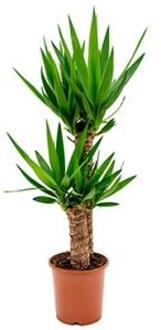 Plantenwinkel Yucca elephantipes stam S kamerplant Groen
