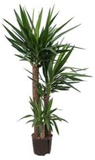 Plantenwinkel Yucca trio hydrocultuur plant Groen