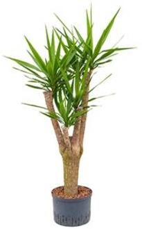 Plantenwinkel Yucca vertakt L hydrocultuur plant Groen