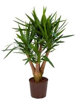Plantenwinkel Yucca vertakt M hydrocultuur plant Groen