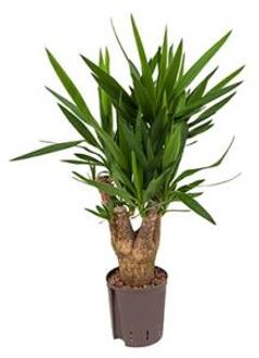 Plantenwinkel Yucca vertakt S hydrocultuur plant Groen