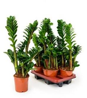 Plantenwinkel Zamioculcas zenzi S kamerplant Groen