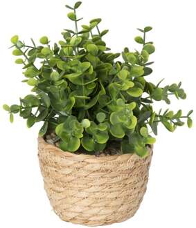 Plantje in rieten mand - rond blad - ø10x19 cm