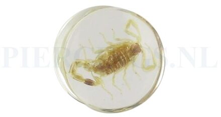 Plug schorpioen 20 mm 20 mm