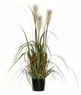 pluimgras foxtail wit in pot maat in cm: 81 x 45