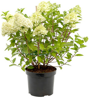 Pluimhortensia wit (Hydrangea Paniculata) P 23 cm