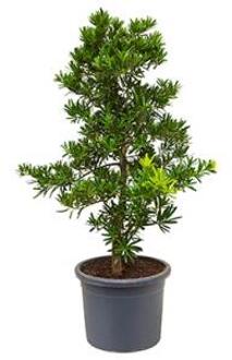 Podocarpus latifolius bush bonsai kamerplant