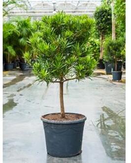 Podocarpus latifolius stam bonsai kamerplant