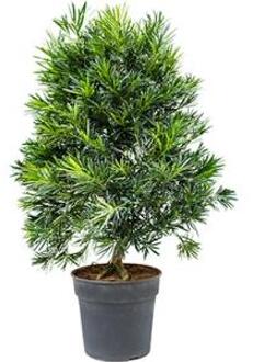 Podocarpus macrophyllus bush bonsai kamerplant