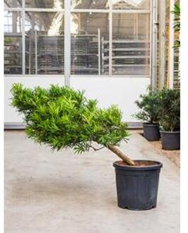 Podocarpus macrophyllus cascade bonsai kamerplant