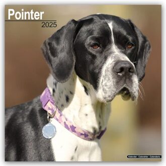 Pointer Calendar 2025 Square Dog Breed Wall Calendar - 16 Month - Browntrout Wandkalender - Avonside Publishing Ltd