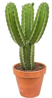 Polaskia cactus chichipe L2 kamerplant