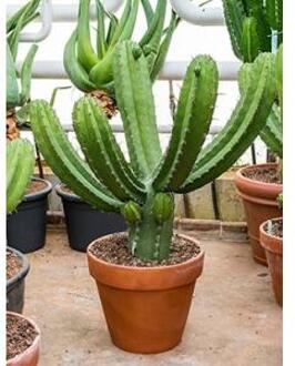 Polaskia cactus chichipe XXL kamerplant