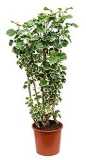 Polyscias aralia balforiana L kamerplant