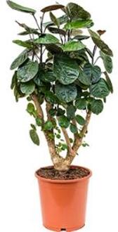 Polyscias aralia fabian S kamerplant