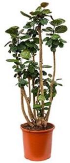 Polyscias aralia fabian XL kamerplant