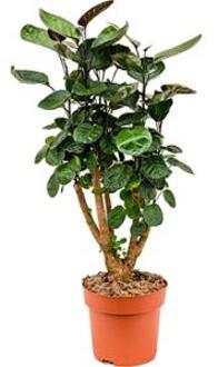 Polyscias aralia fabian XS kamerplant