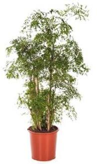 Polyscias aralia ming L kamerplant