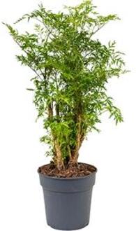 Polyscias aralia ming S kamerplant