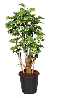 Polyscias Balfouriana Variegata (Aralia) P 21 cm