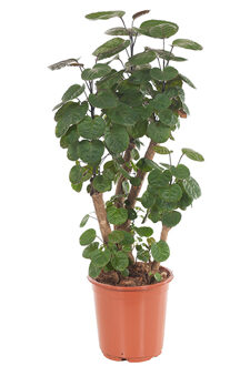 Polyscias Fabian (Aralia) - P 24 cm