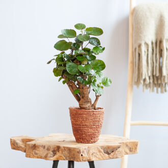 Polyscias Fabian - Aralia - P12