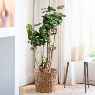 Polyscias Fabian - Aralia - P27