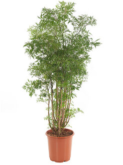 Polyscias 'Ming' (Aralia) P 24