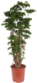 Polyscias 'Roble' (Aralia) - P 24 cm