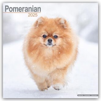 Pomeranian Calendar 2025 Square Dog Breed Wall Calendar - 16 Month - Browntrout Wandkalender