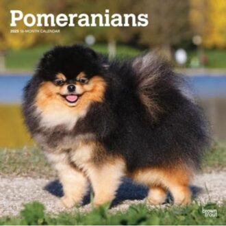 Pomeranians 2025 12 X 24 Inch Monthly Square Wall Calendar Plastic-Free - Browntrout