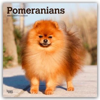 Pomeranians 2026 Square Flap Calendar - Browntrout Wandkalender - Browntrout Publishers