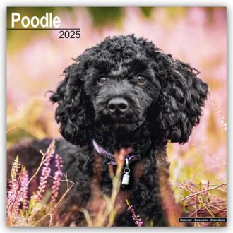 Poodle Calendar 2025 Square Dog Breed Wall Calendar - 16 Month - Browntrout Wandkalender - Avonside Publishing Ltd