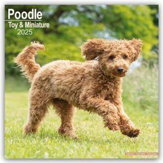 Poodle (Toy & Miniature) Calendar 2025 Square Dog Breed Wall Calendar - 16 Month - Browntrout - Avonside Publishing Ltd